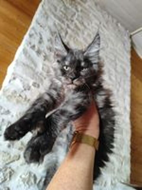  2 chatons maine coon LOOF  