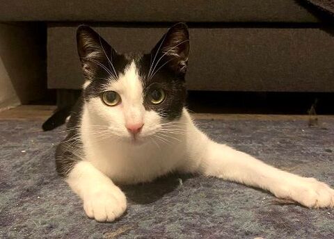 HANDY CHATON NOIR & BLANC 10 MOIS 225 92260 Fontenay-aux-roses
