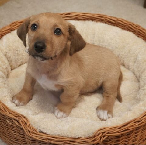 Chiot type teckel m&acirc;le  599 14100 Beuvillers