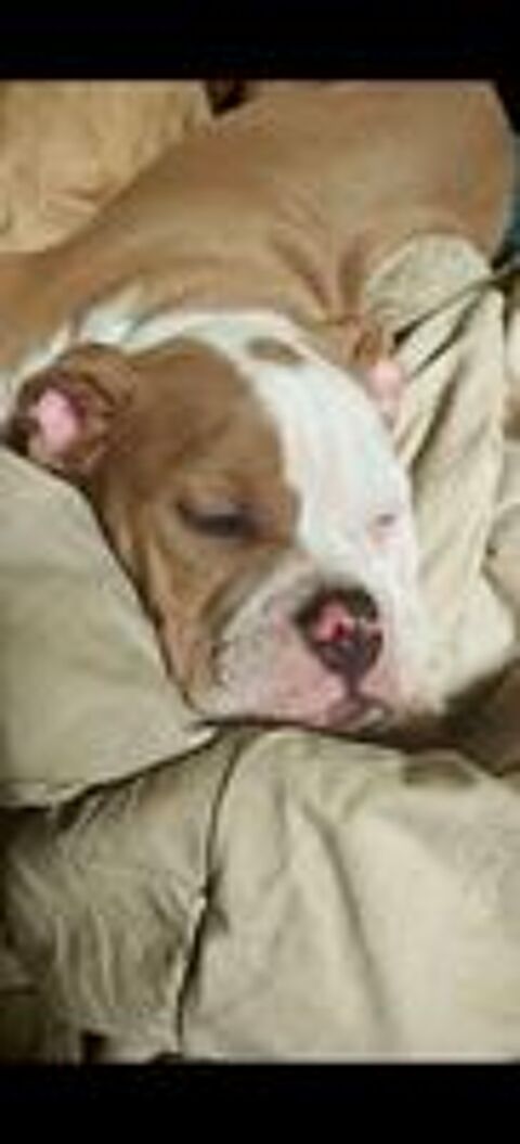   Chiots Old English Bulldog  