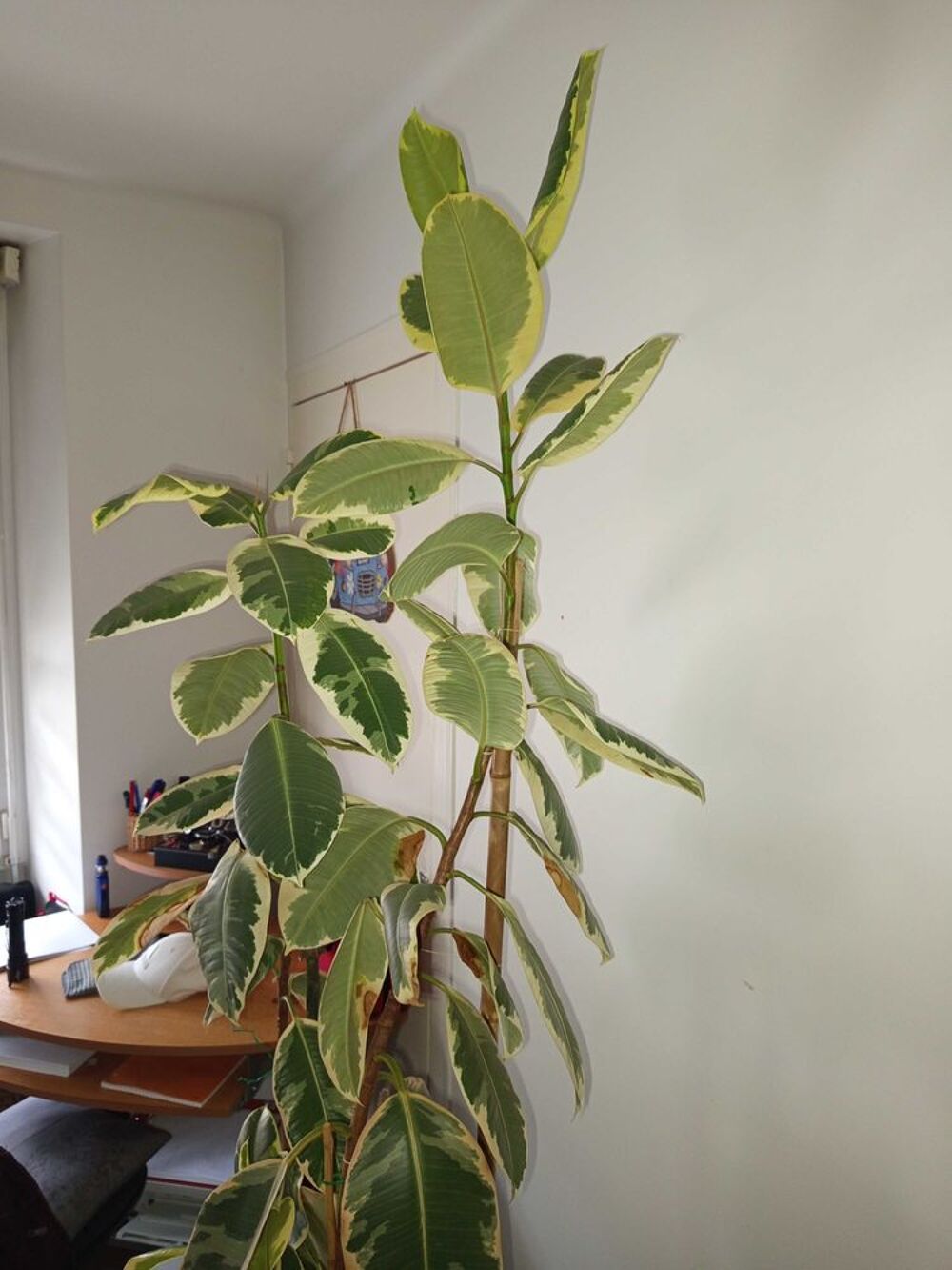 plante caoutchouc Décoration