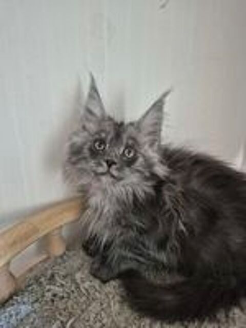   A réserver - Superbe portée de 6 chatons Maine Coon LOOF- Va 