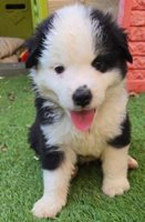   Chiot berger americain miniature lof 