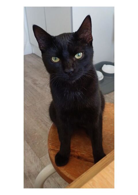 MILO CHAT NOIR 1 AN 195 92260 Fontenay-aux-roses