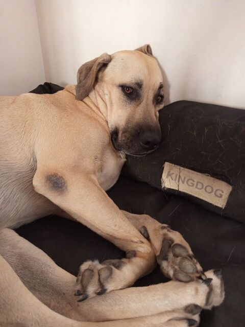 Azzu, femelle croisée Labrador, née le 01/01/2022 &#128054; 380 74000 Annecy