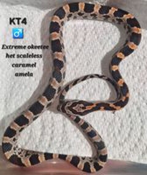   Pantherophis okeetee 100% het scaleless  