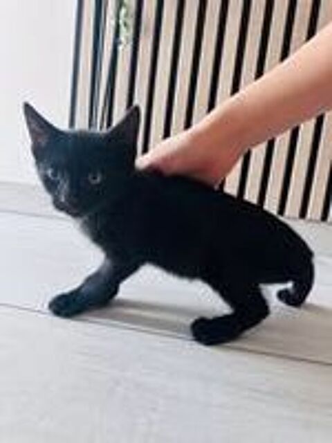   Chat LOUNA à l adoption 