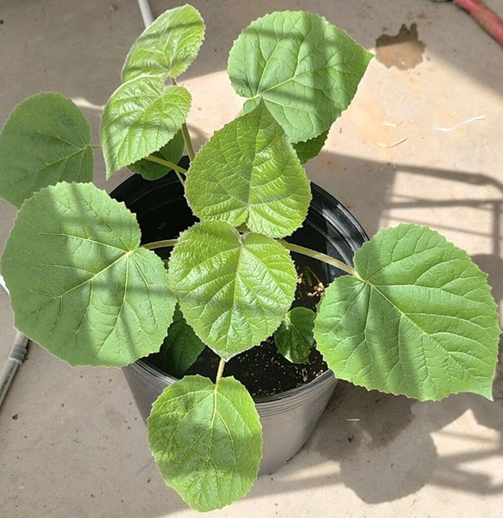300 graines fra&icirc;ches de Paulownia Tomentosa Jardin
