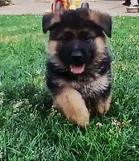   CHIOT BERGER ALLEMAND LOF  