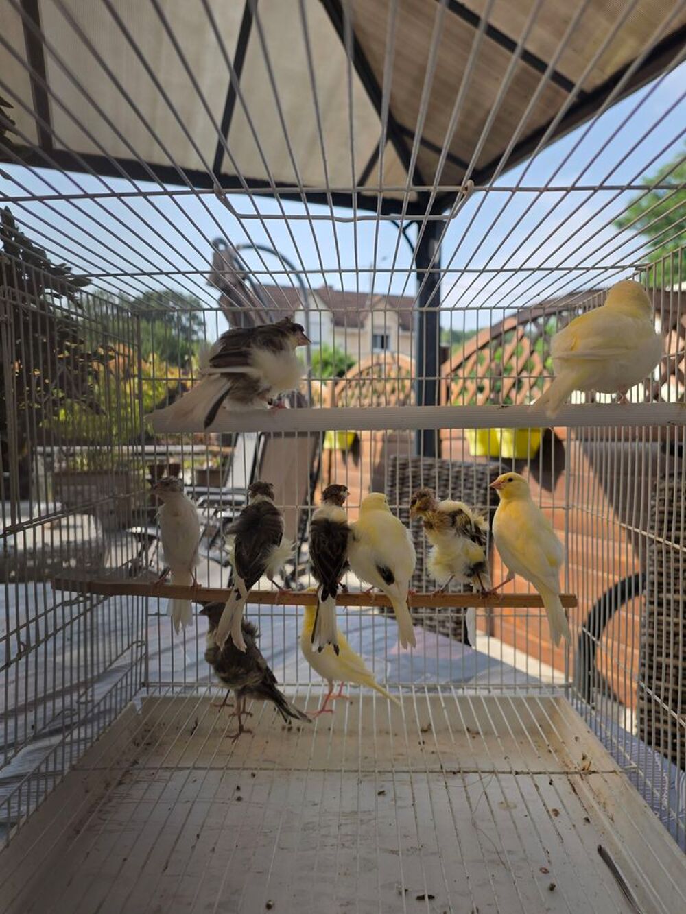   canari 