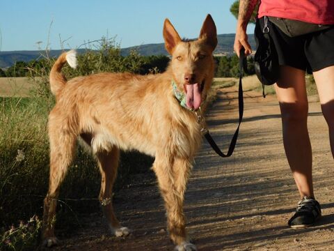 SIRIO 3 ans, superbe mâle podenco ! 315 24140 Douville