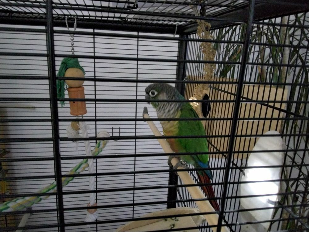   .conure de molinae élevé à la main +couple inséparable 