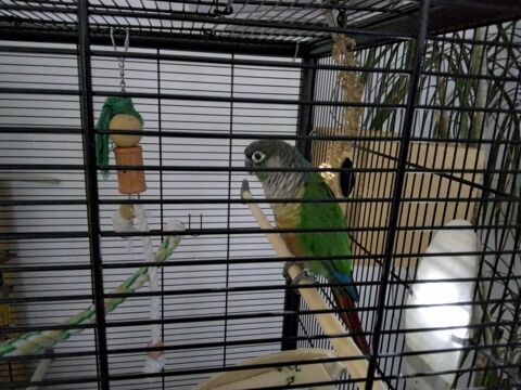 .conure de molinae &eacute;lev&eacute; &agrave; la main +couple ins&eacute;parable 350 30260 Cannes-et-clairan