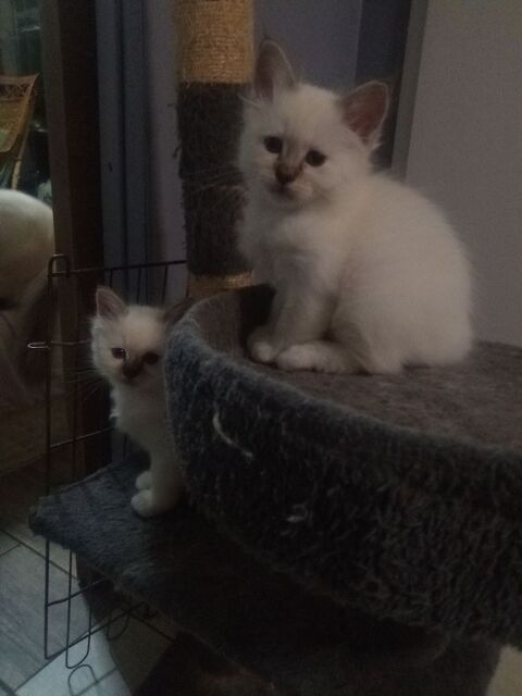 Chatons sacr&eacute; de Birmanie LOOF 1000 76320 Caudebec-l�s-elbeuf