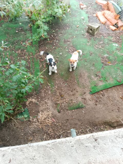 2chiots 600 40290 Estibeaux