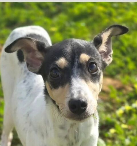 DANIELA 320 27620 Gasny