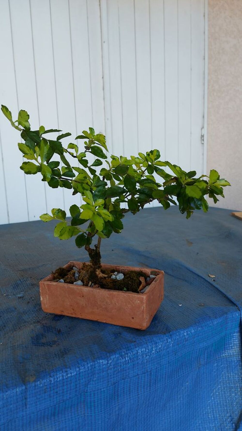 bonsa&iuml;s Jardin