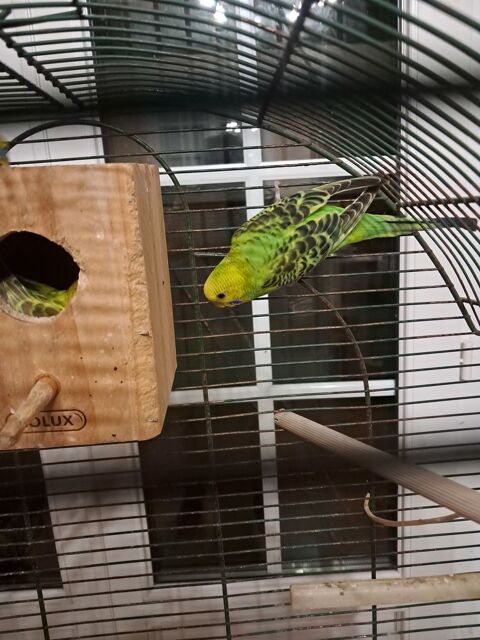 Perruches ondulées 15 79100 Saint-lger-de-montbrun