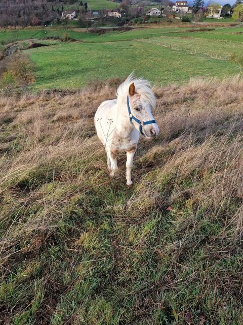 poney femelle 750 43170 Saugues