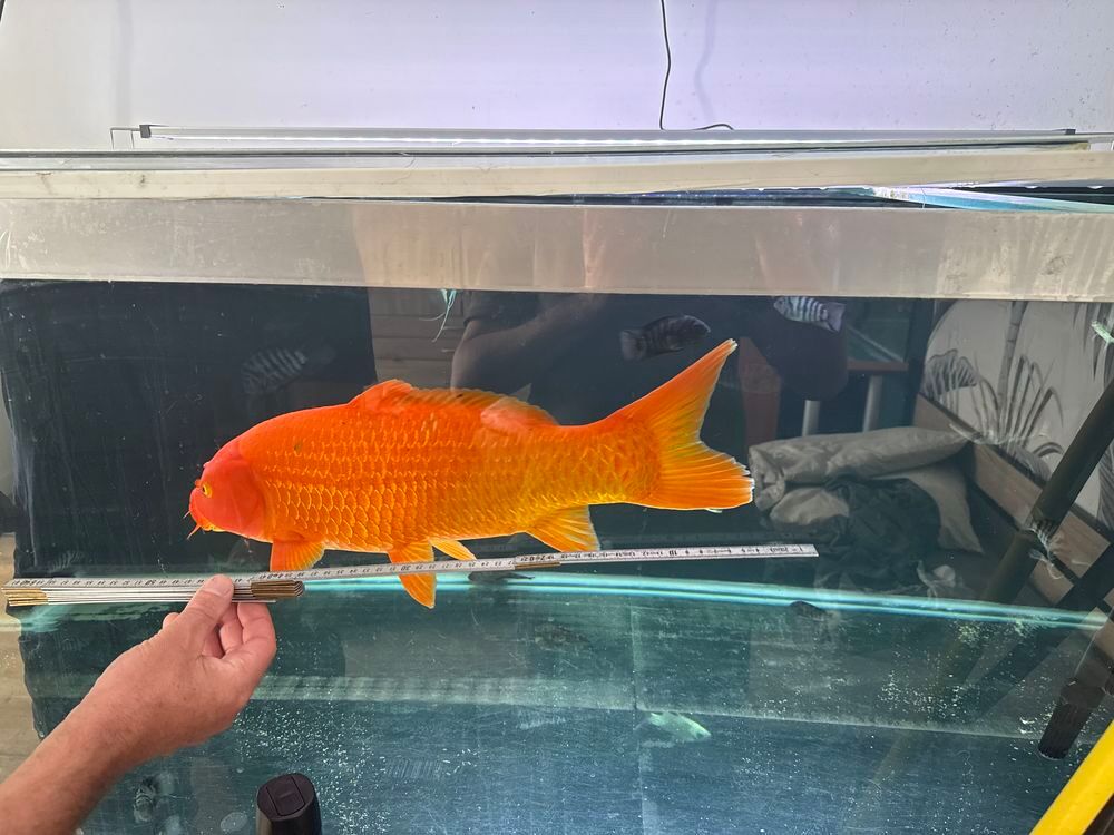 carp Koi Jardin
