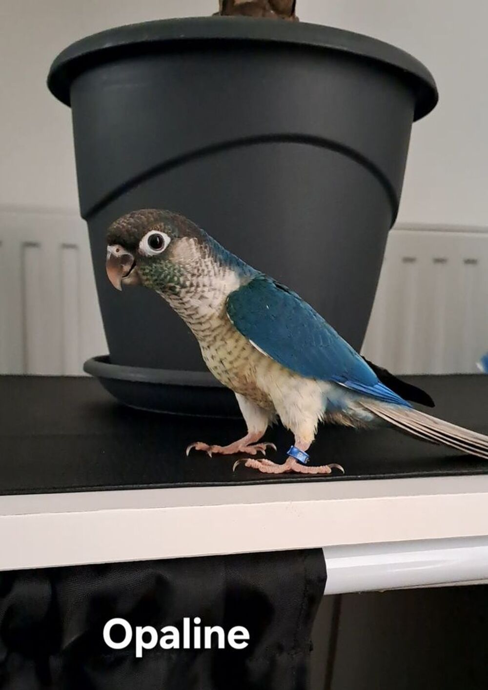   Jeunes conures Maolina turquoise opaline 