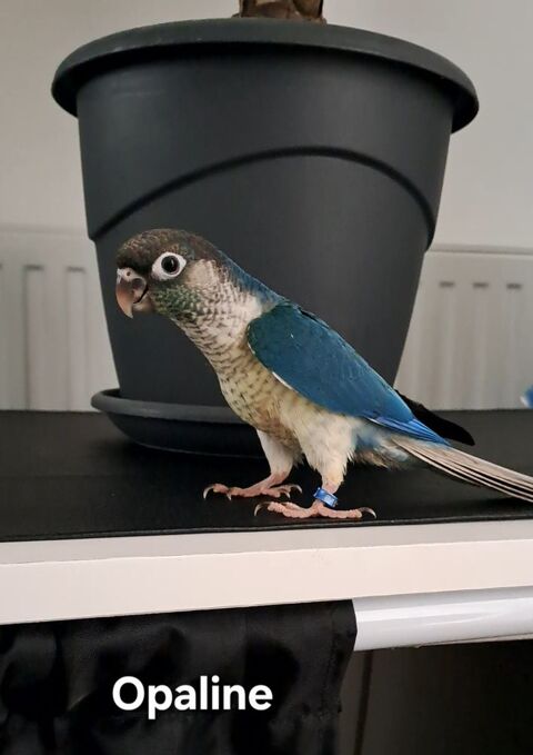Jeunes conures Maolina turquoise opaline 250 44340 Bouguenais
