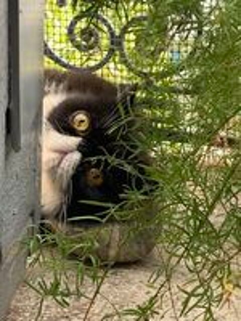   Donne adorable exotic shorthair LOOF  