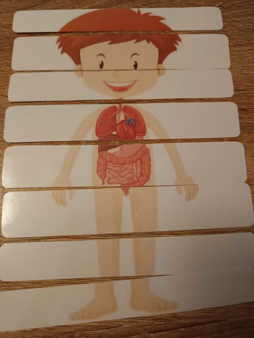 Montessori le corps humain Jeux / jouets