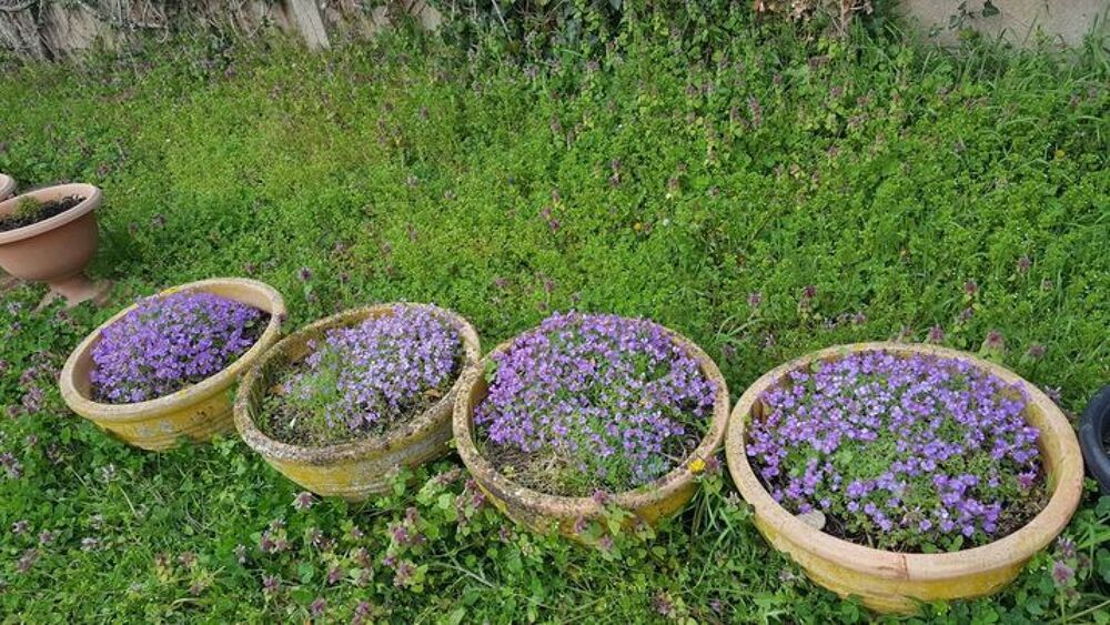  Quatre pots vasques fleuris de campanules N&deg;1194 Jardin