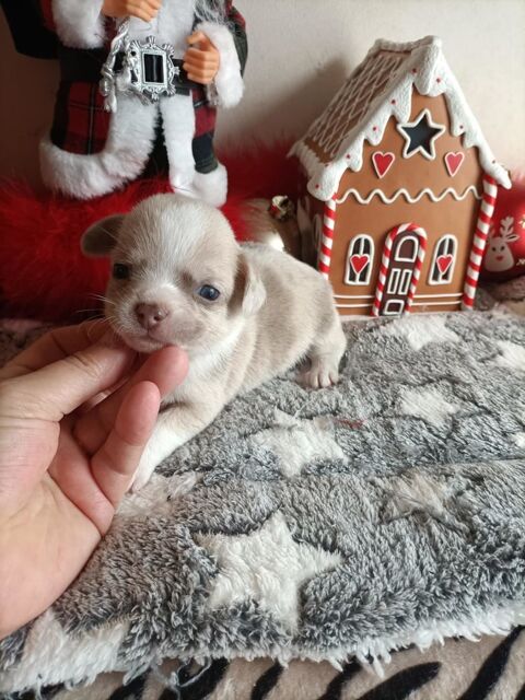 Chiot chihuahua poil court 850 60400 Noyon