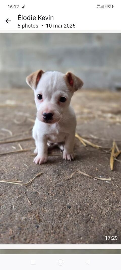 Chiot jack-russel 600 29400 Guimiliau