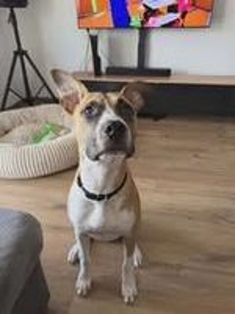   Chien ADES à l adoption 