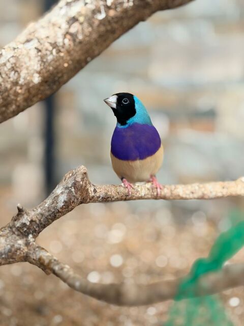 Diamant de gould bleu 1 44530 Guenrouet