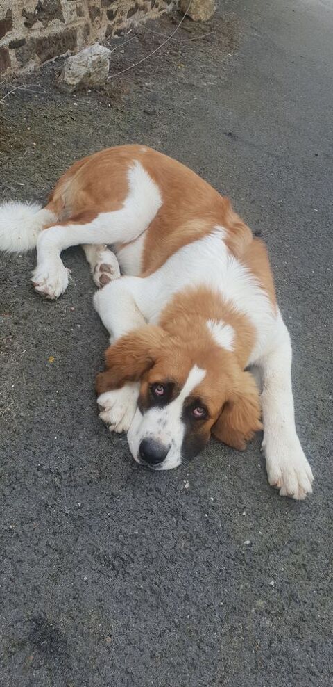 chiot saint bernard crois&eacute; cairn terrier 580 50600 Saint-hilaire-du-harcouët