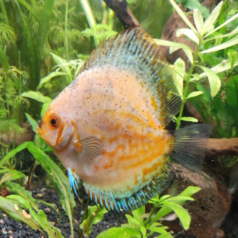 Discus Symphosidon 6 pi�ces 14120 Mondeville