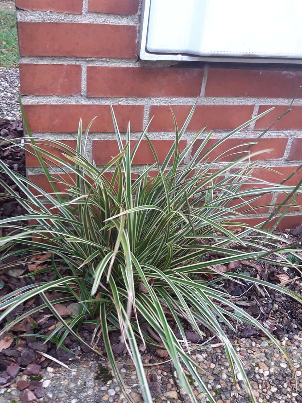 gramin&eacute;e carex Jardin