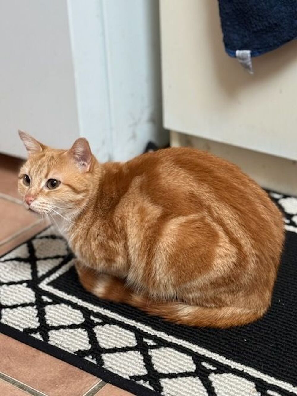   Cookie,3 ans,cherche un bon foyer  