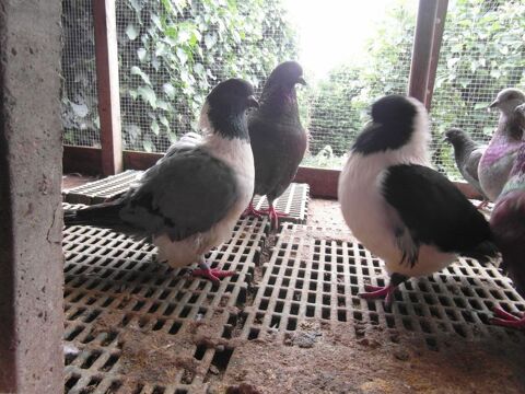pigeons strasser pure race 20 18100 Vierzon