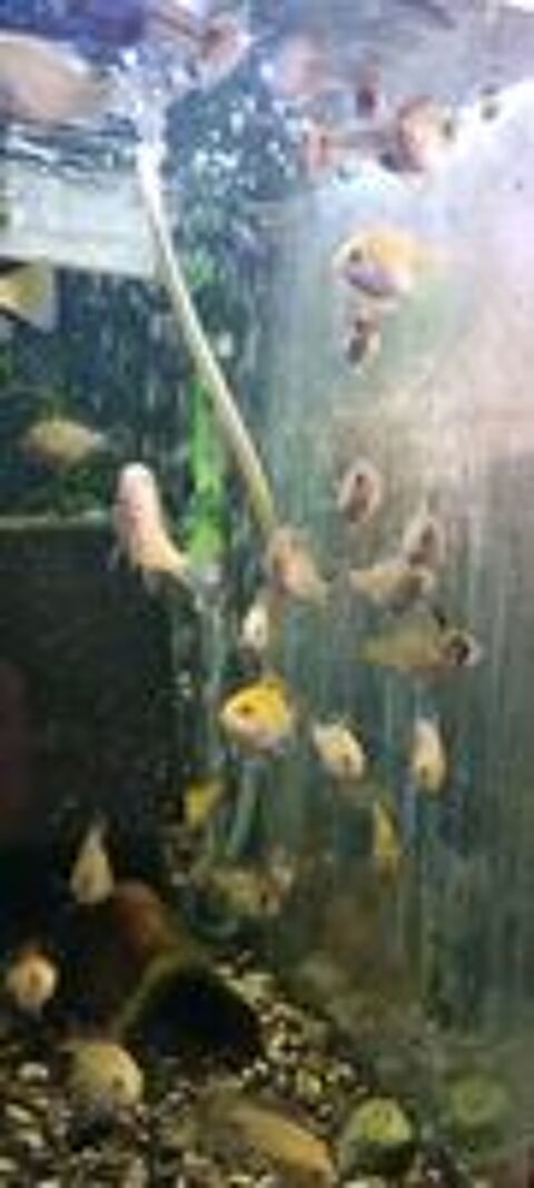   Apistogramma ( microgeophagus)Ramirezi gold et classiques 