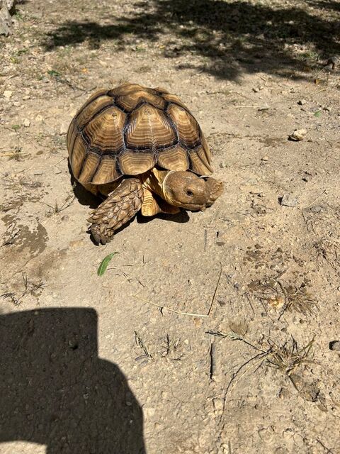 Sulcata  800 11210 Port-la-nouvelle