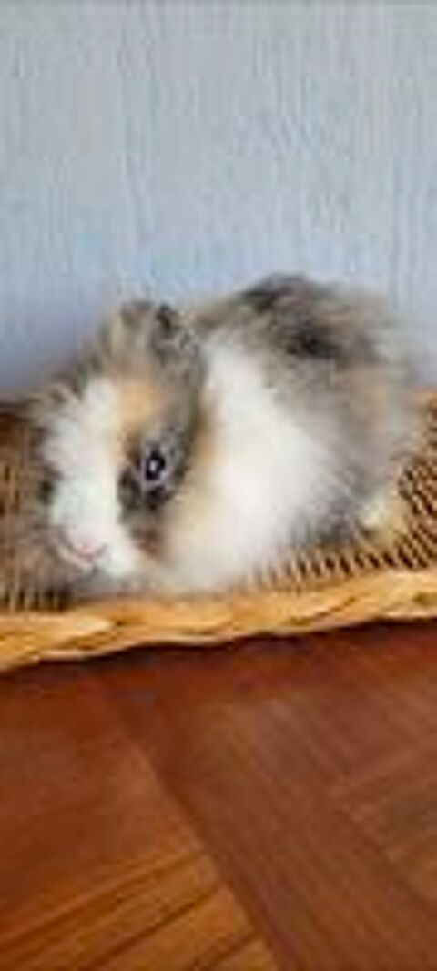   lapin nain  