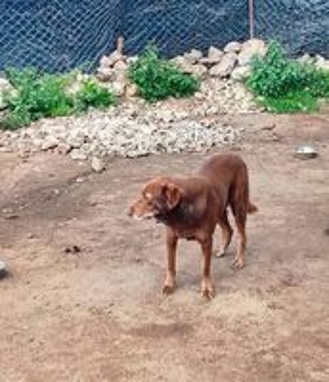   CHOCO SE TROUVE DANS UN REFUGE AU MAROC 