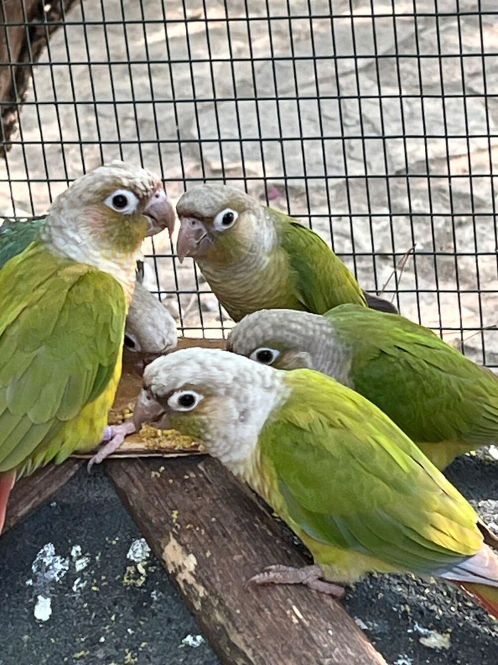   Adorable conure apprivoisée  