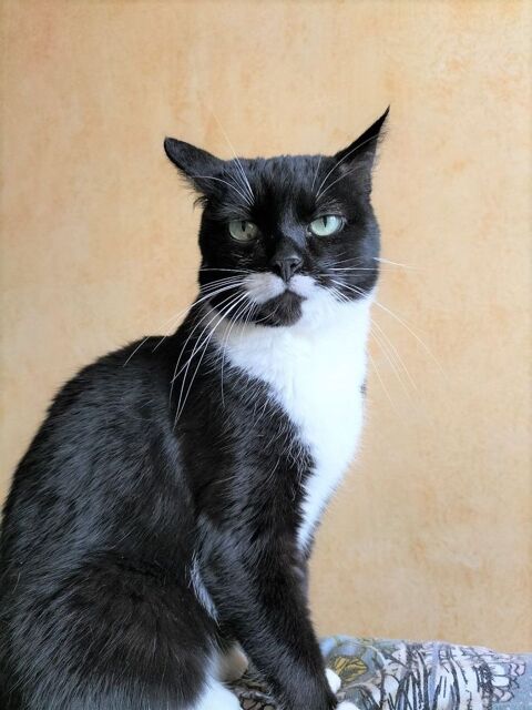 MIMI n'aime pas les chats à l'adoption mais OK chien 290 92290 Chtenay-malabry