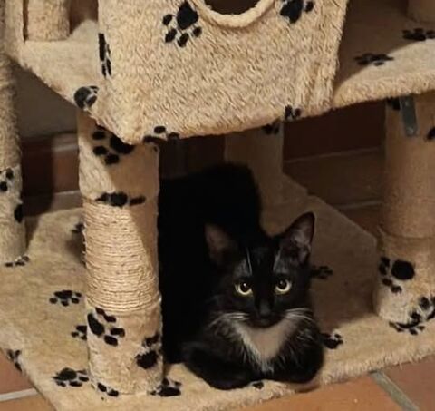 Chat MILIE &agrave; l adoption 140 26700 Pierrelatte