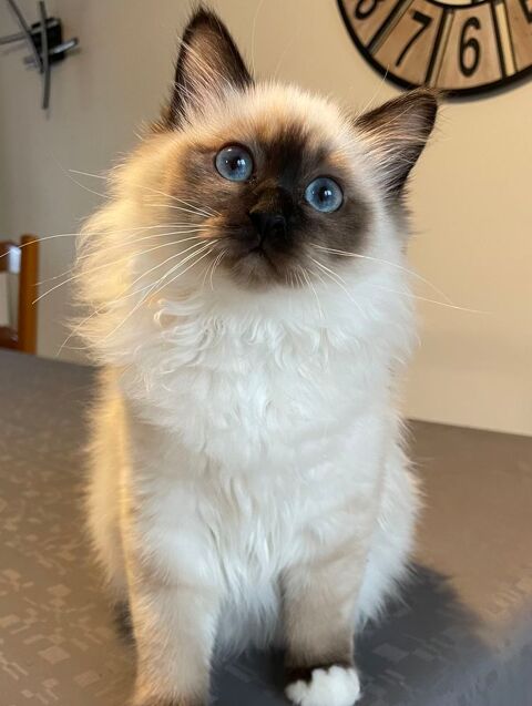Adorables chatons sacrés de Birmanie 1500 38510 Morestel