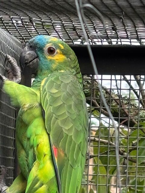 Couple perroquets amazone front bleu 1250 87500 Coussac-bonneval