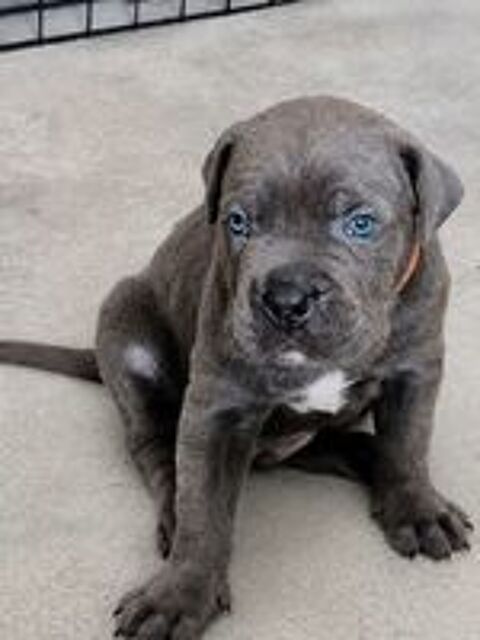   Chiot Cane Corso 