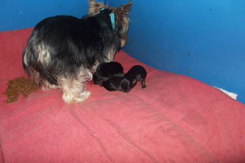 magnifique chiots yorkshire terrier  males et femelle 1250 30000 Nmes