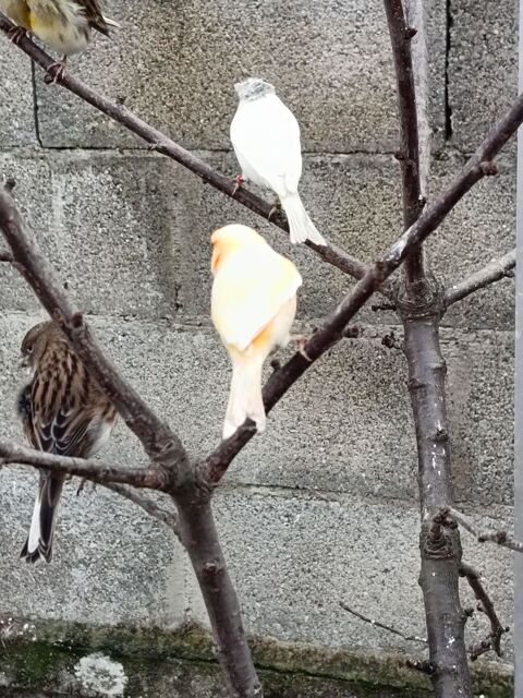 Canaris! couleurs, panach&eacute;s, hupp&eacute;s, mozaique jaunes 15 69230 Saint-genis-laval